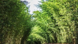 Un sentier pavé bordé d’épais bosquets de bambous.