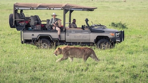A safari vehicle with passengers and a lion walking in the grass. - Cherero Camp (Serengeti)