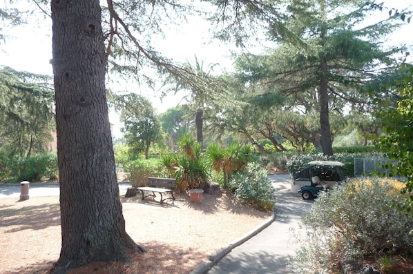 Un parc avec un grand arbre, un banc et un véhicule de golf.