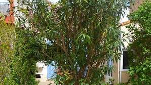 Un chemin de pierres mène à un bâtiment doté d’une porte bleue, qui est entouré de verdure et de plantes en fleurs.