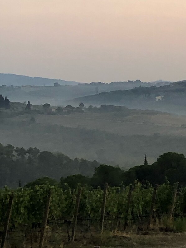 A vineyard with rows of grapevines and a hilly landscape in the background.