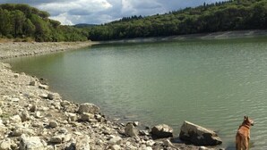 A riverbank with a dog standing on the rocks.