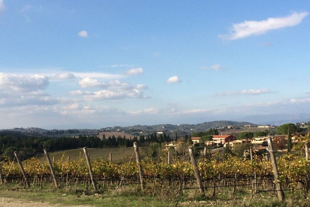 A vineyard with rows of grapevines and a distant view of a town with buildings and hills.