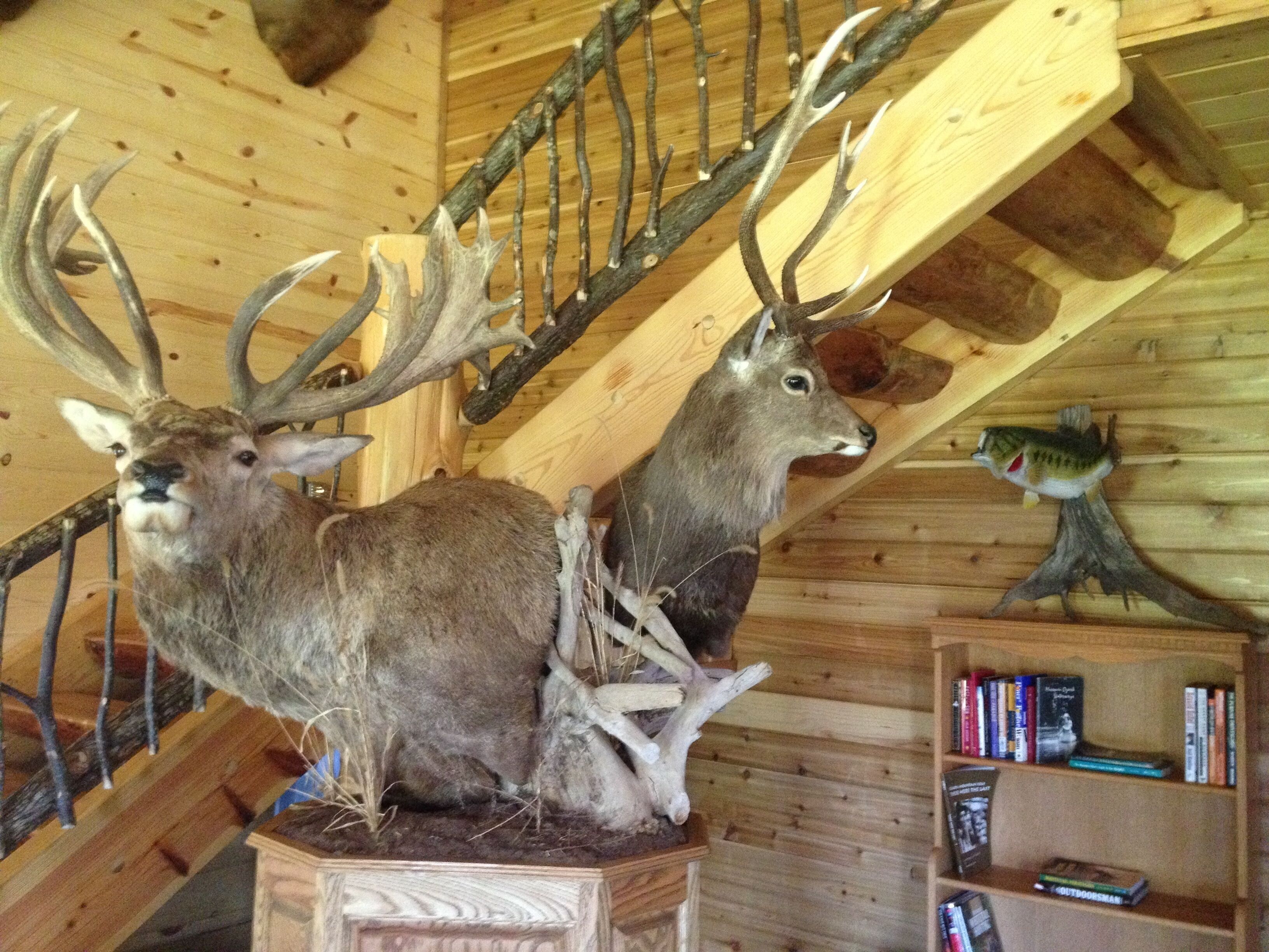 A room with wooden walls and a wooden staircase. There are two mounted deer heads on a shelf.
