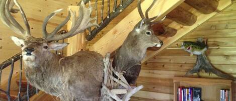 A room with wooden walls and a wooden staircase. There are two mounted deer heads on a shelf.