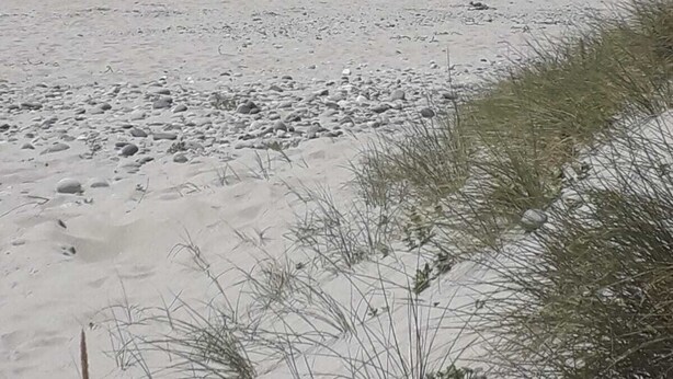 A beach with a sandy shore and sparse vegetation. - 2-person gîte 7 minutes from surf spots, beaches and hiking trails. (PLONEOUR LANVERN)