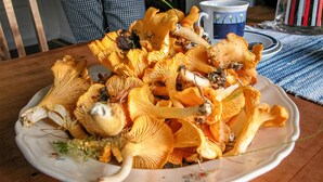 Un plato de hongos amarillos sobre una mesa.