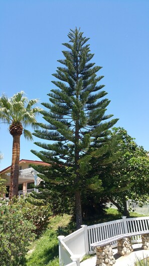 Garden - Harmony Health Resorts (Desert Hot Springs)
