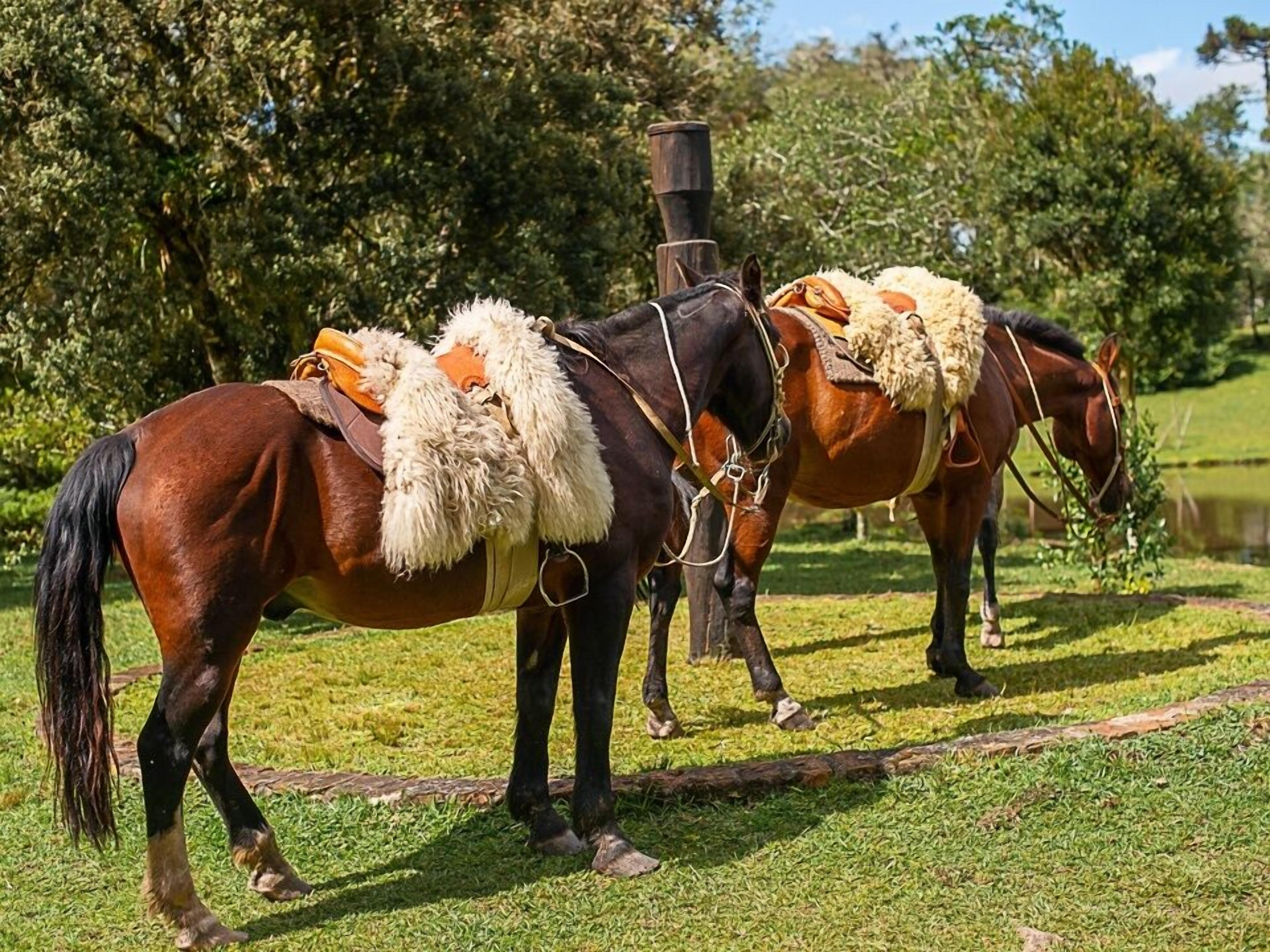 Two horses with saddles and blankets standing in a grassy area with trees in the background.