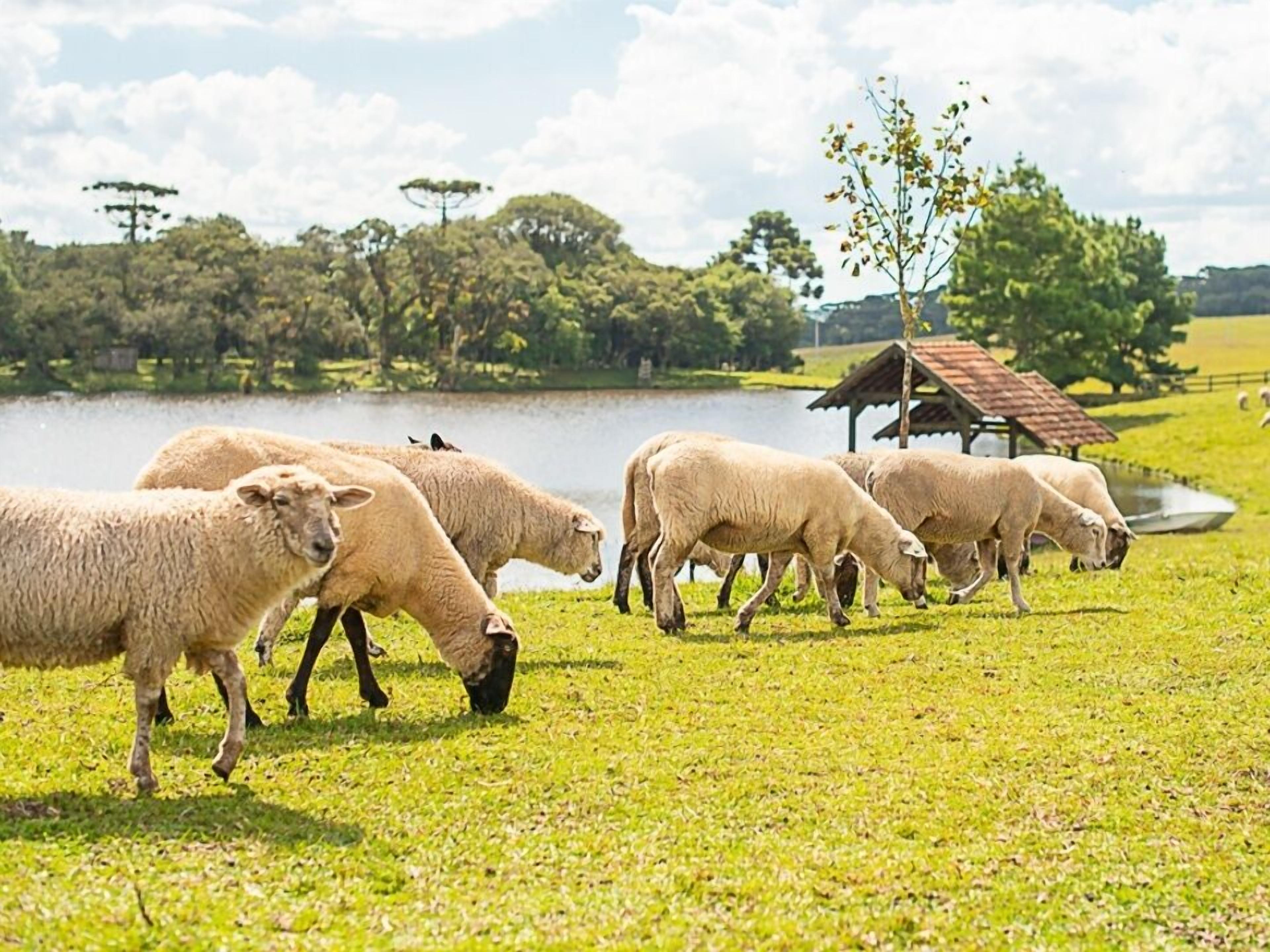 A group of sheep grazing in a grassy field with a small building and a pond in the background.