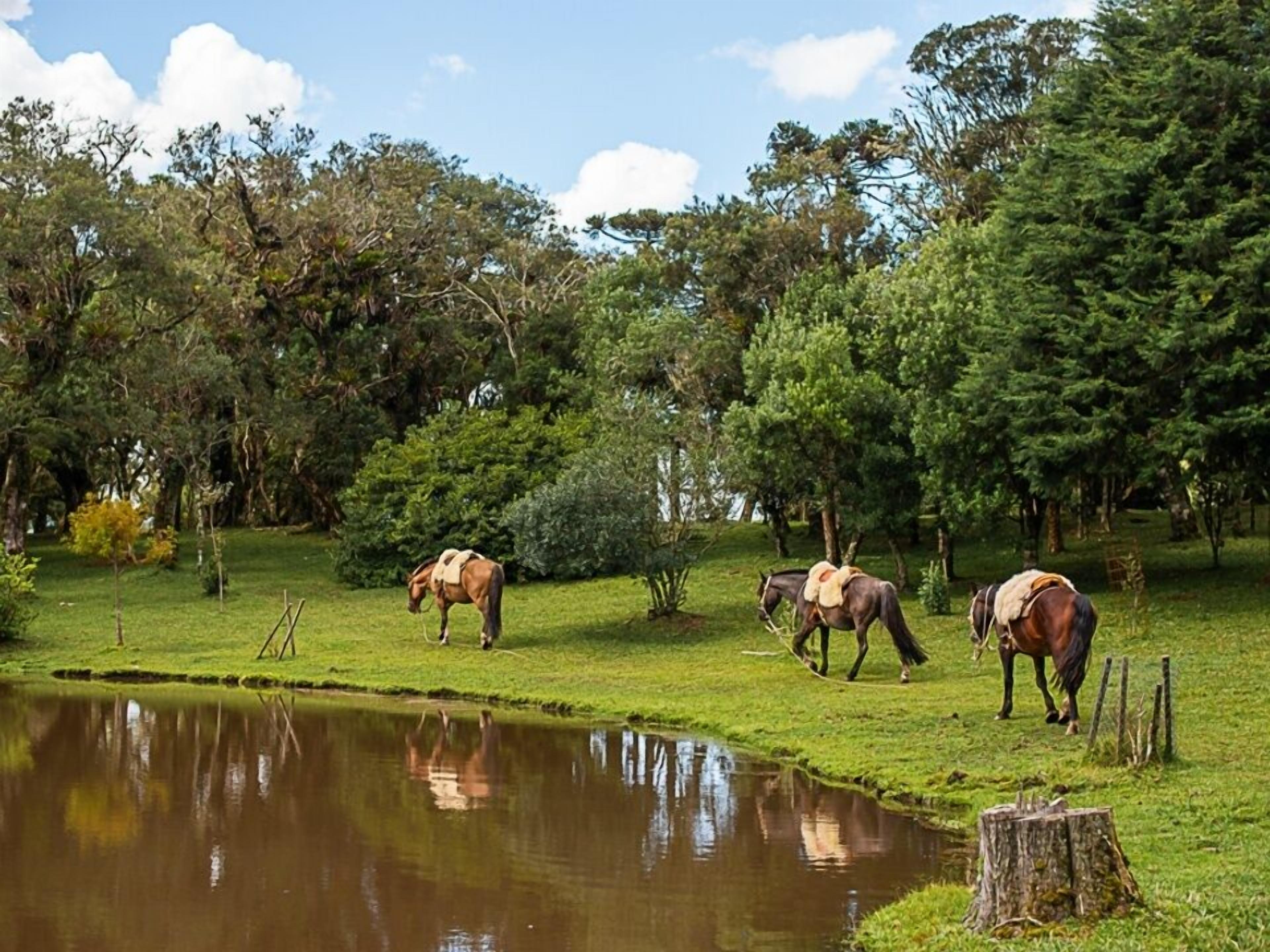 Escena tranquila al aire libre con tres caballos pastando cerca de un estanque, rodeados de exuberante vegetación y árboles.