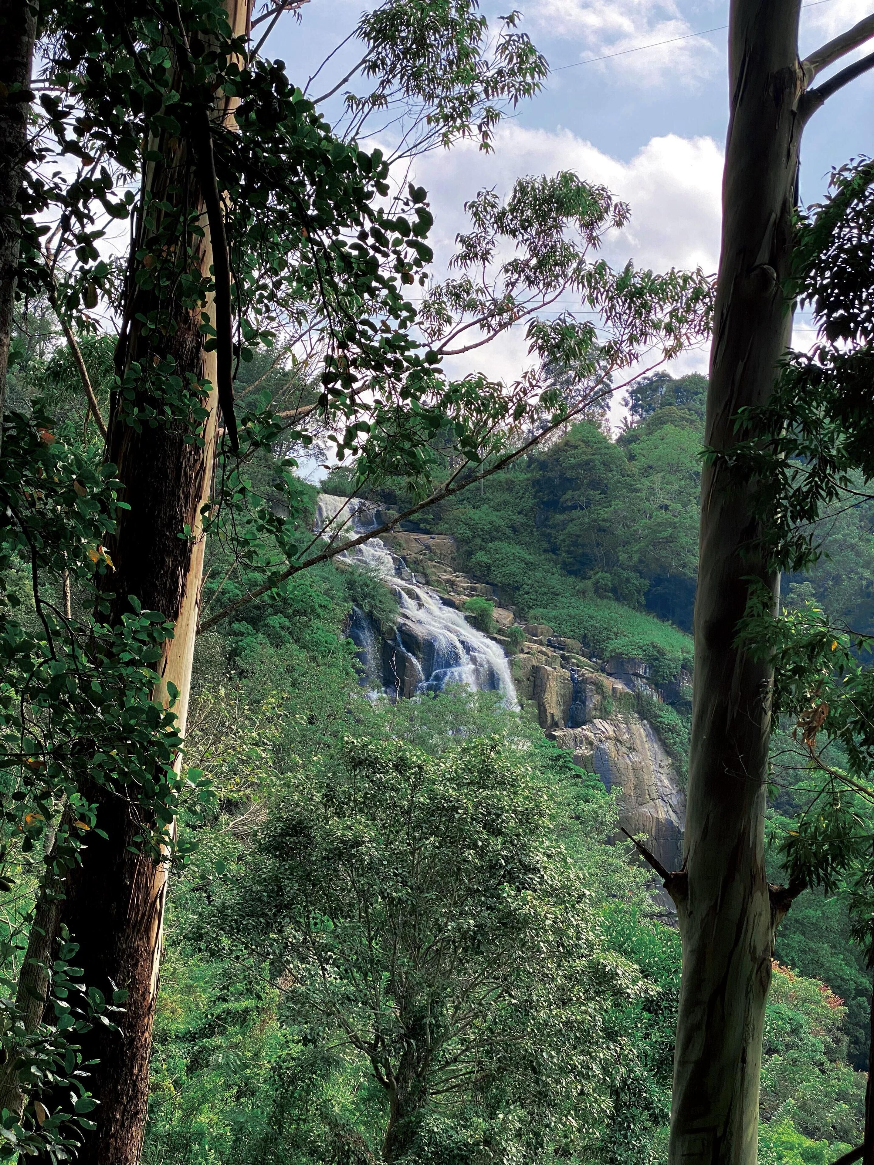 Une cascade entourée d’une forêt dense.