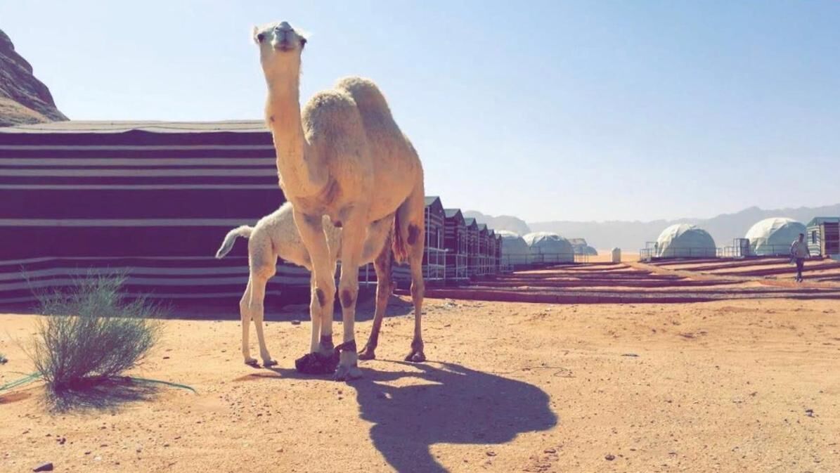 A camel in a desert setting with tents in the background.
