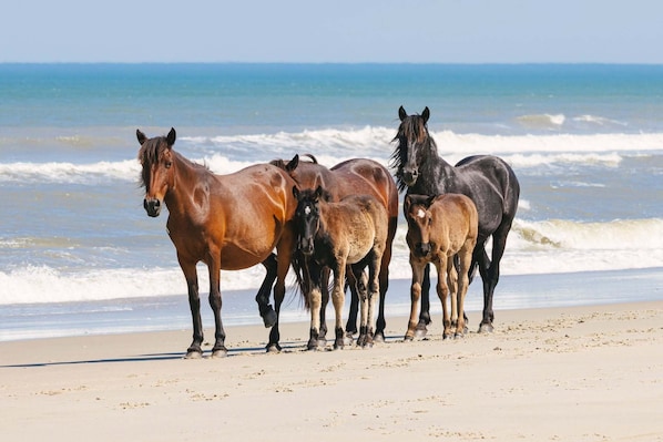 A group of horses on a beach with the ocean in the background. - Nags Head OCEANSIDE! 3 Bedroom 4 Bath Home! Beautiful 5 Star Property! (Nags Head)