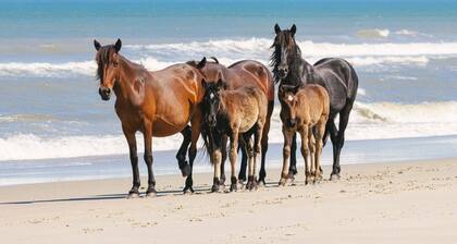 Nags Head OCEANSIDE! 3 Bedroom 4 Bath Home! Beautiful 5 Star Property!