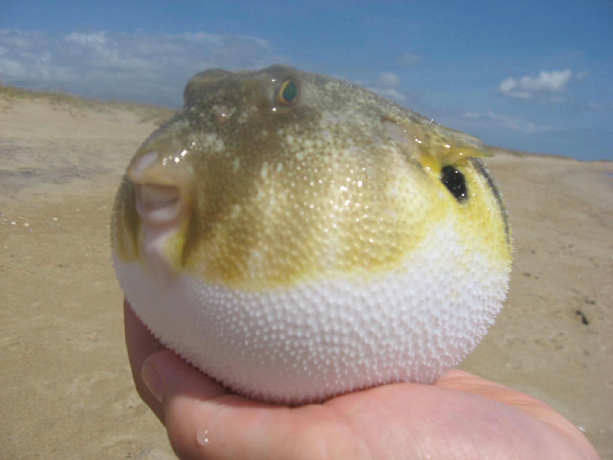 A close-up of a pufferfish held in a hand.
