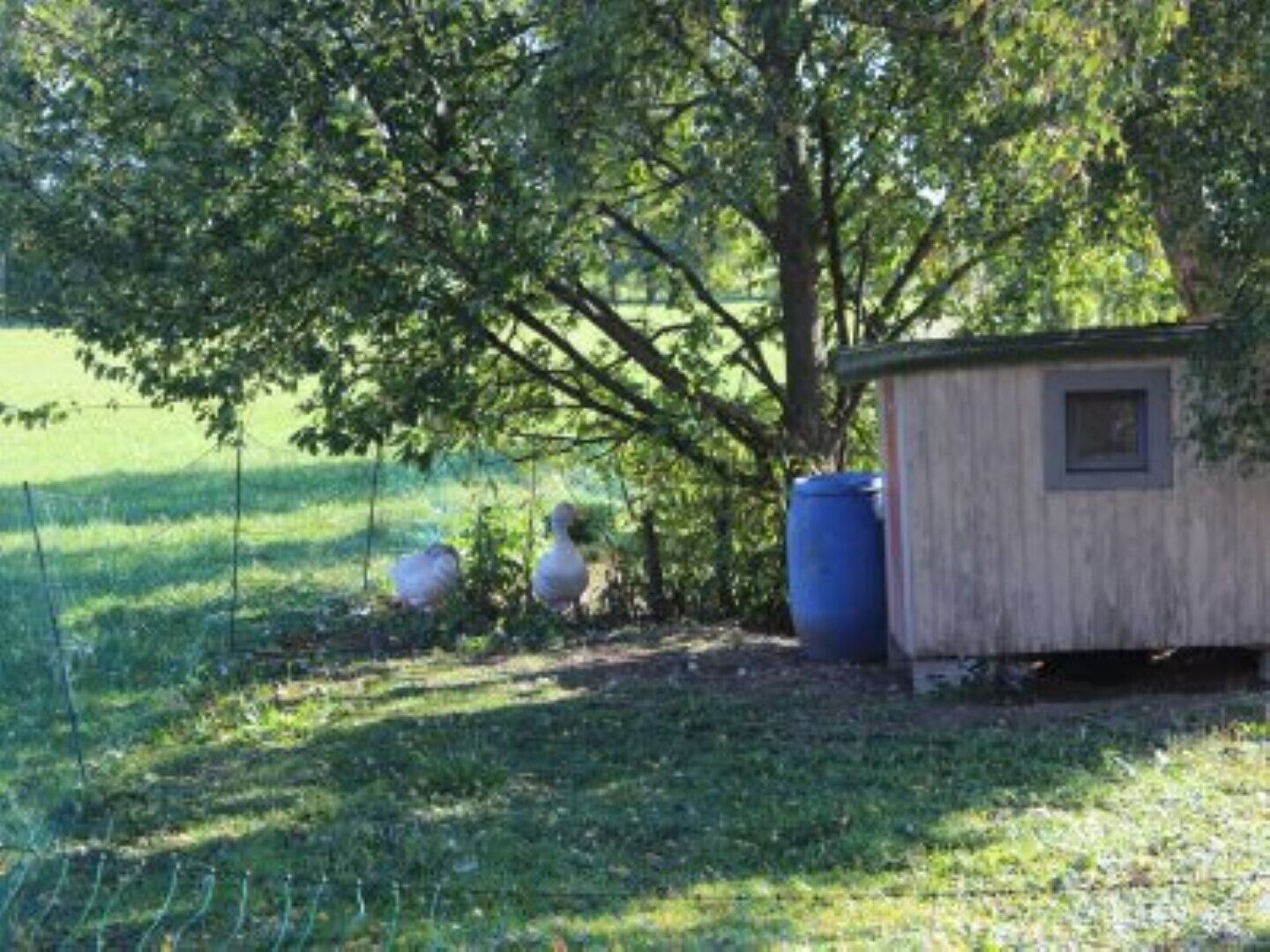Une petite construction en bois dotée d’une fenêtre, entourée d’une zone herbeuse et d’arbres.