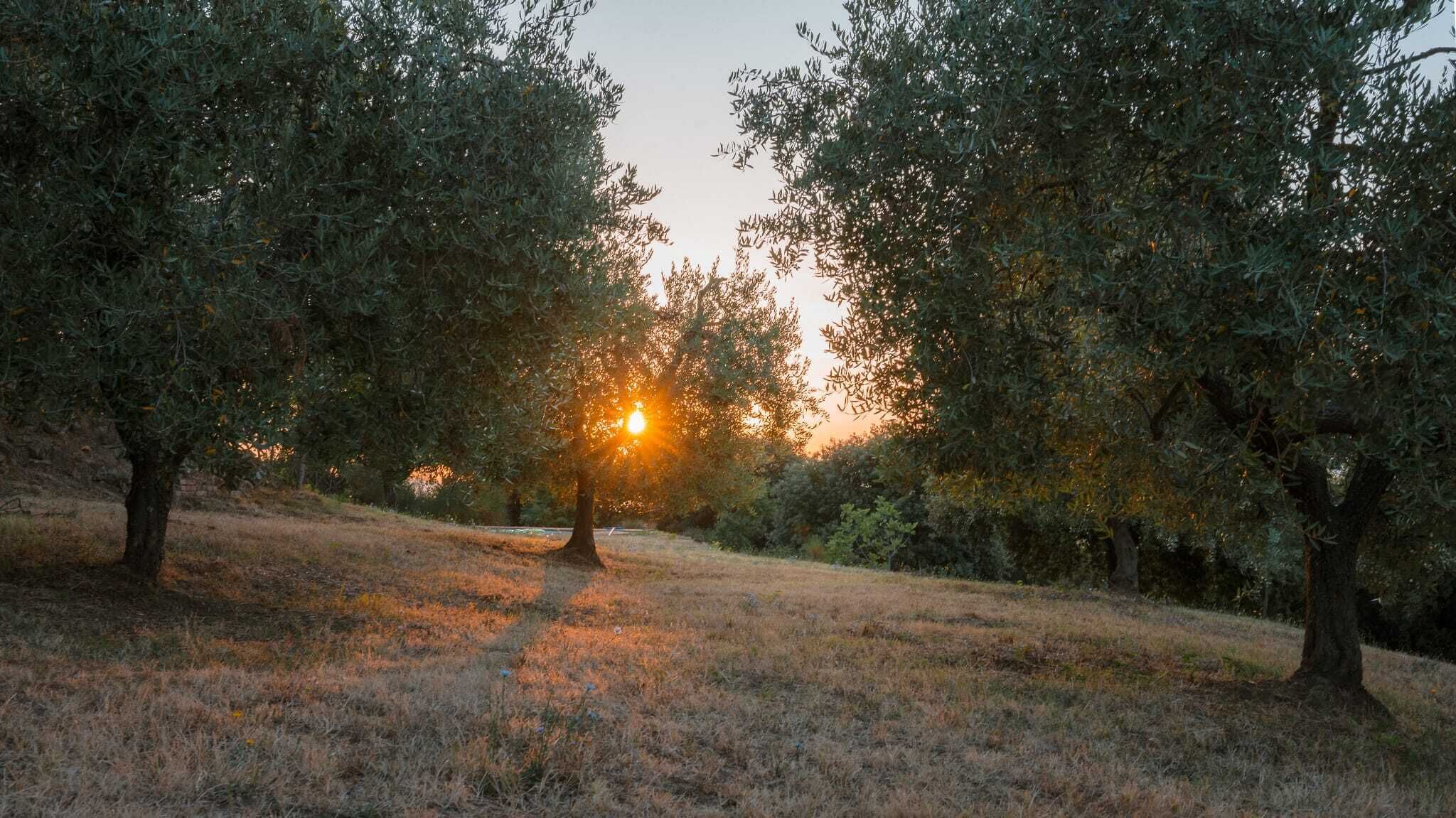 Un paysage naturel avec des arbres et un sentier.