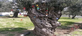 ED001 by Villaofsummer Balikesir Ayvalik