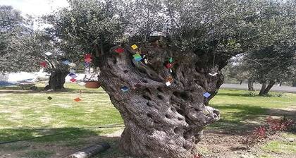 ED001 by Villaofsummer Balikesir Ayvalik