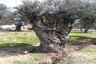 ED001 by Villaofsummer Balikesir Ayvalik