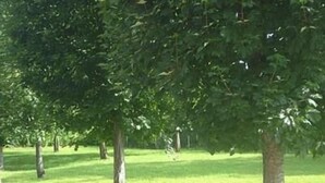 Een rij bomen in een grasveld.