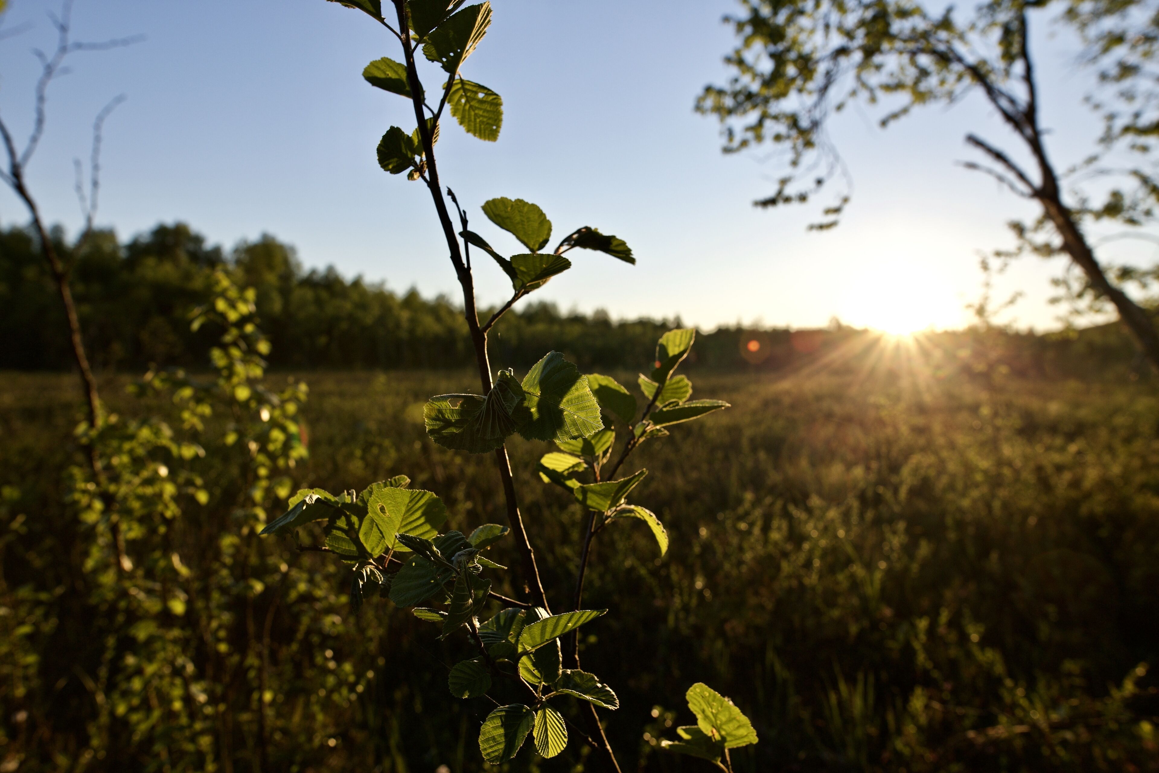 A branch with leaves in a field with the sun setting in the background.