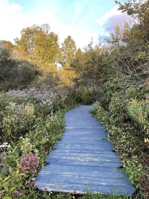 A wooden boardwalk surrounded by dense vegetation and trees. - Charming Country Farm Stay with Spectacular Views and Fun! (Corning)