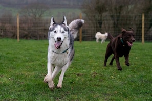 Um cão correndo em um campo gramado com uma cerca ao fundo.