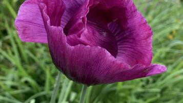 Cabane, 1 grand lit et 1 canapé-lit | Extérieur