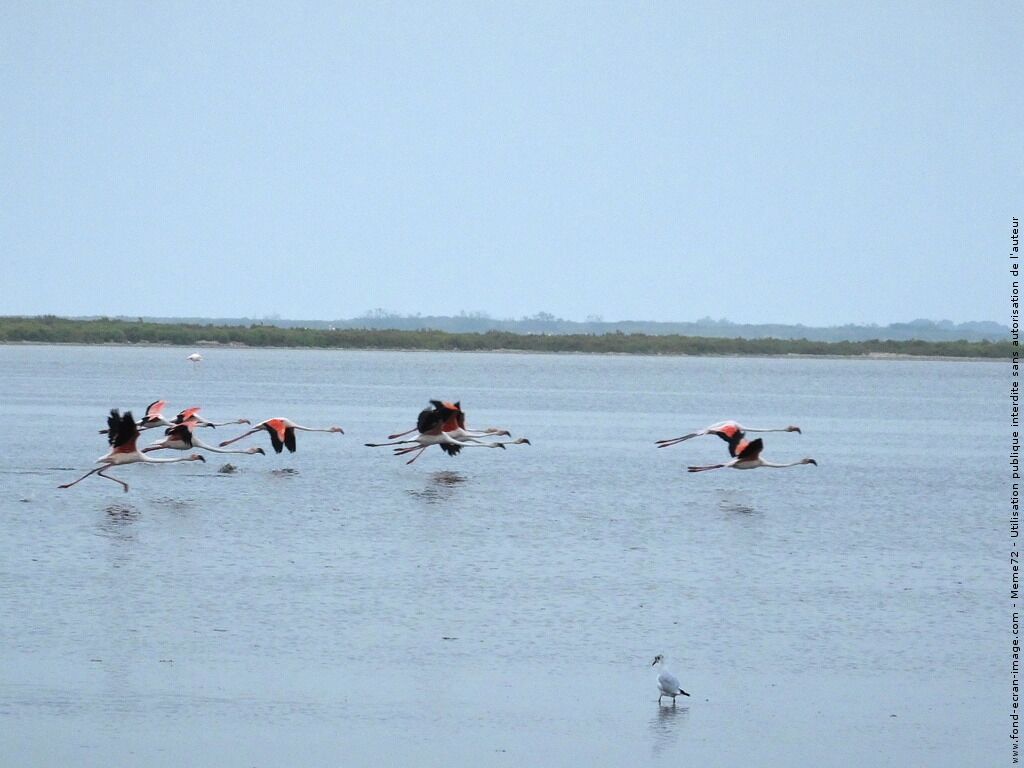 A group of flamingos in flight over a body of water.