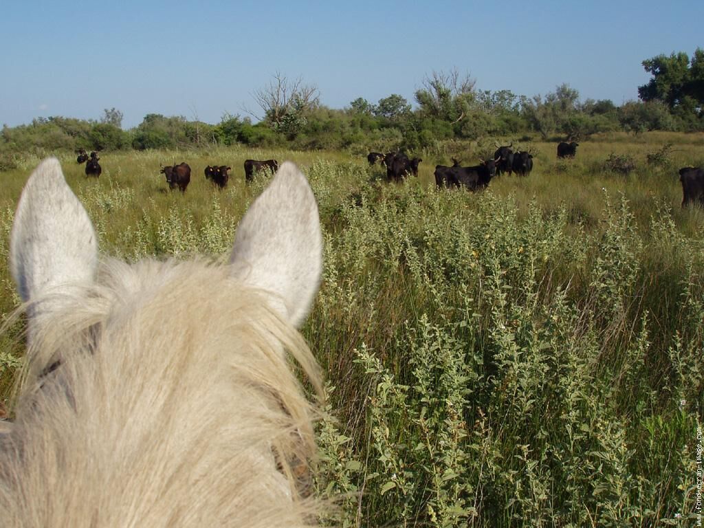 La tête d’un cheval au premier plan, avec un troupeau de bovins dans un champ herbeux.