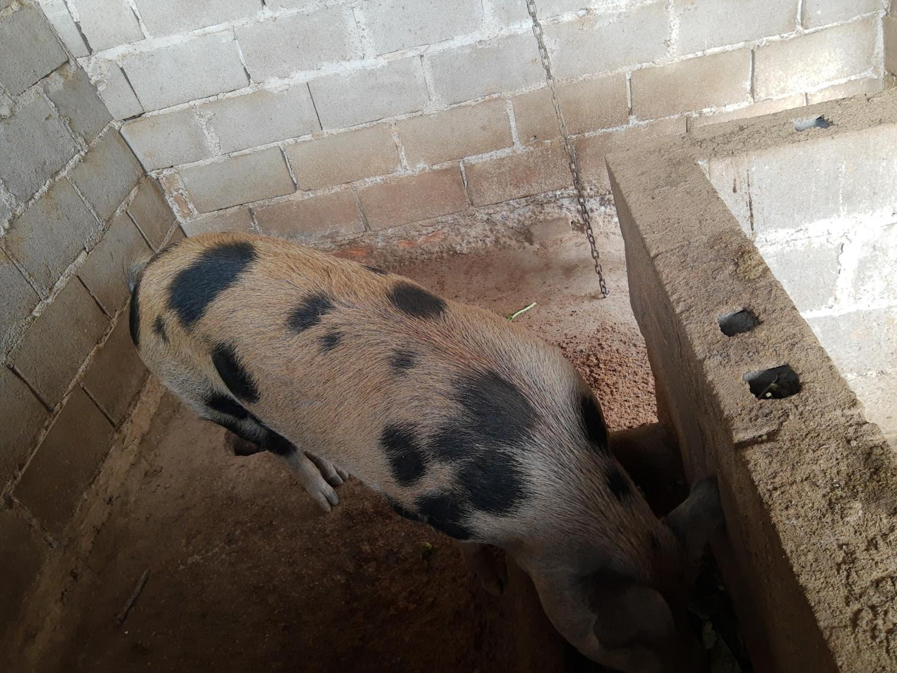 A pig in a concrete enclosure with a brick wall and a metal chain.
