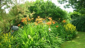 A garden with various plants and flowers, including orange and yellow blooms, and a metal watering can. - B&B La Chrysalide (Mons)