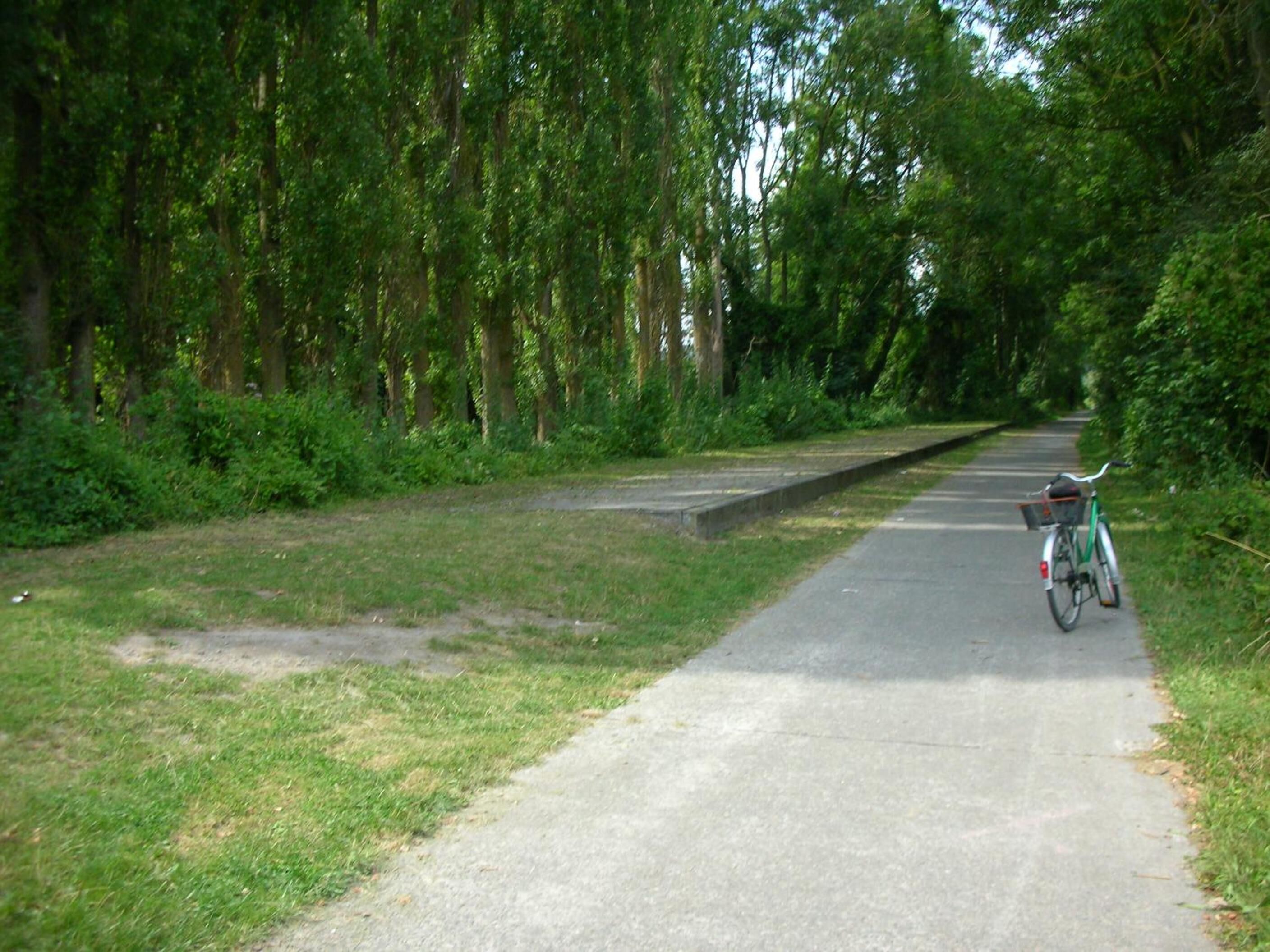 A paved path with a bicycle parked on the side, surrounded by dense green foliage.