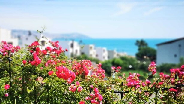 A coastal view with blooming pink flowers in the foreground, a street lamp, and buildings in the background. - No57 Suites (Sinop)