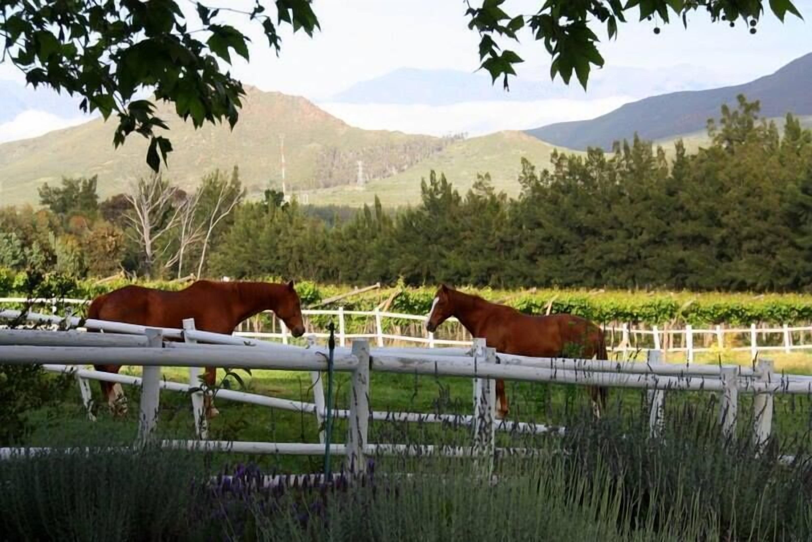Dos caballos en un área cercada con montañas al fondo.