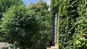 Un chemin de pierres qui mène à un bâtiment partiellement recouvert de lierre.