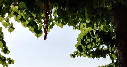 Lake Maggiore - Luino
