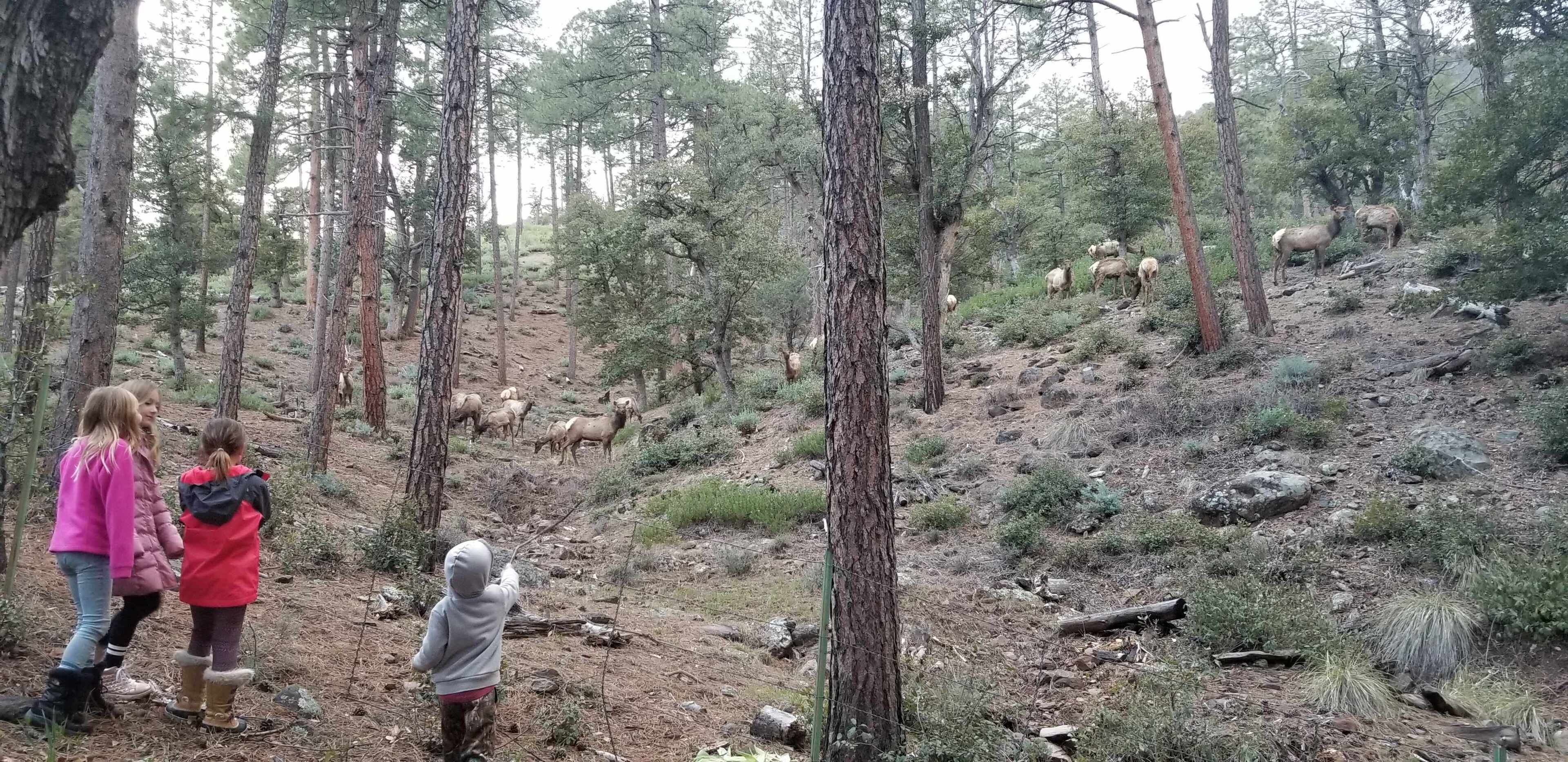 Une zone boisée où un groupe de personnes observe la faune sauvage.