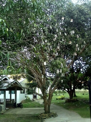 Budget Accommodation in Guindulman Bohol (near Anda Bohol, Candijay Falls)