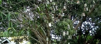 Hébergement pas cher à Guindulman Bohol (prÚs de 5 minutes en voiture allant à Anda Bohol)