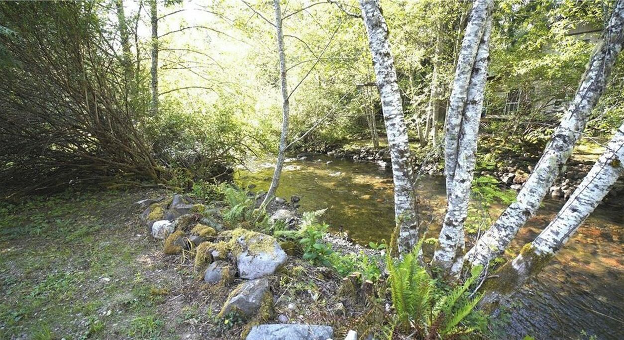 Un paysage naturel avec des bouleaux, un ruisseau et des rochers.