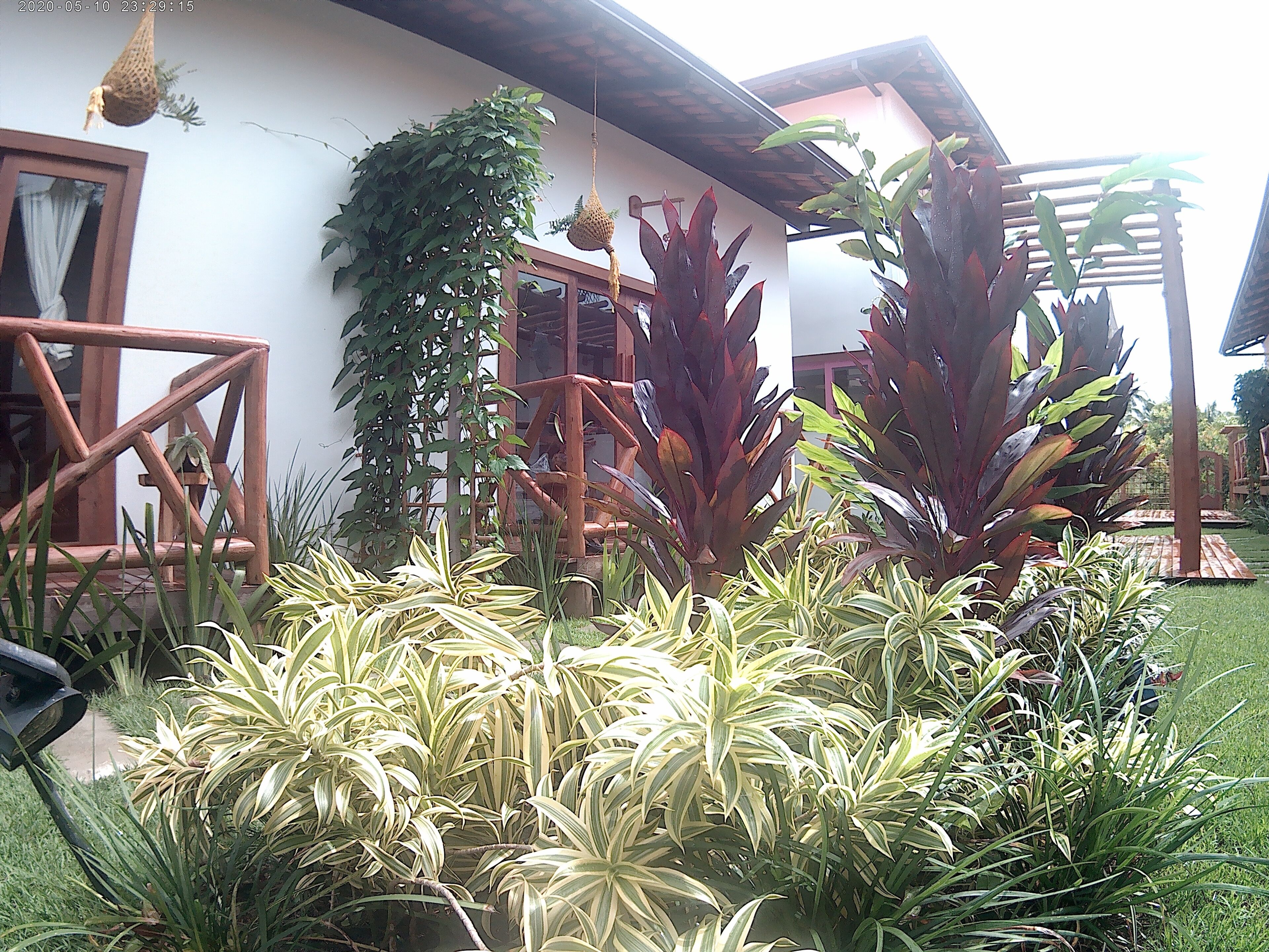 Un jardín con diversas plantas, una estructura de madera y una casa con ventana y puerta.