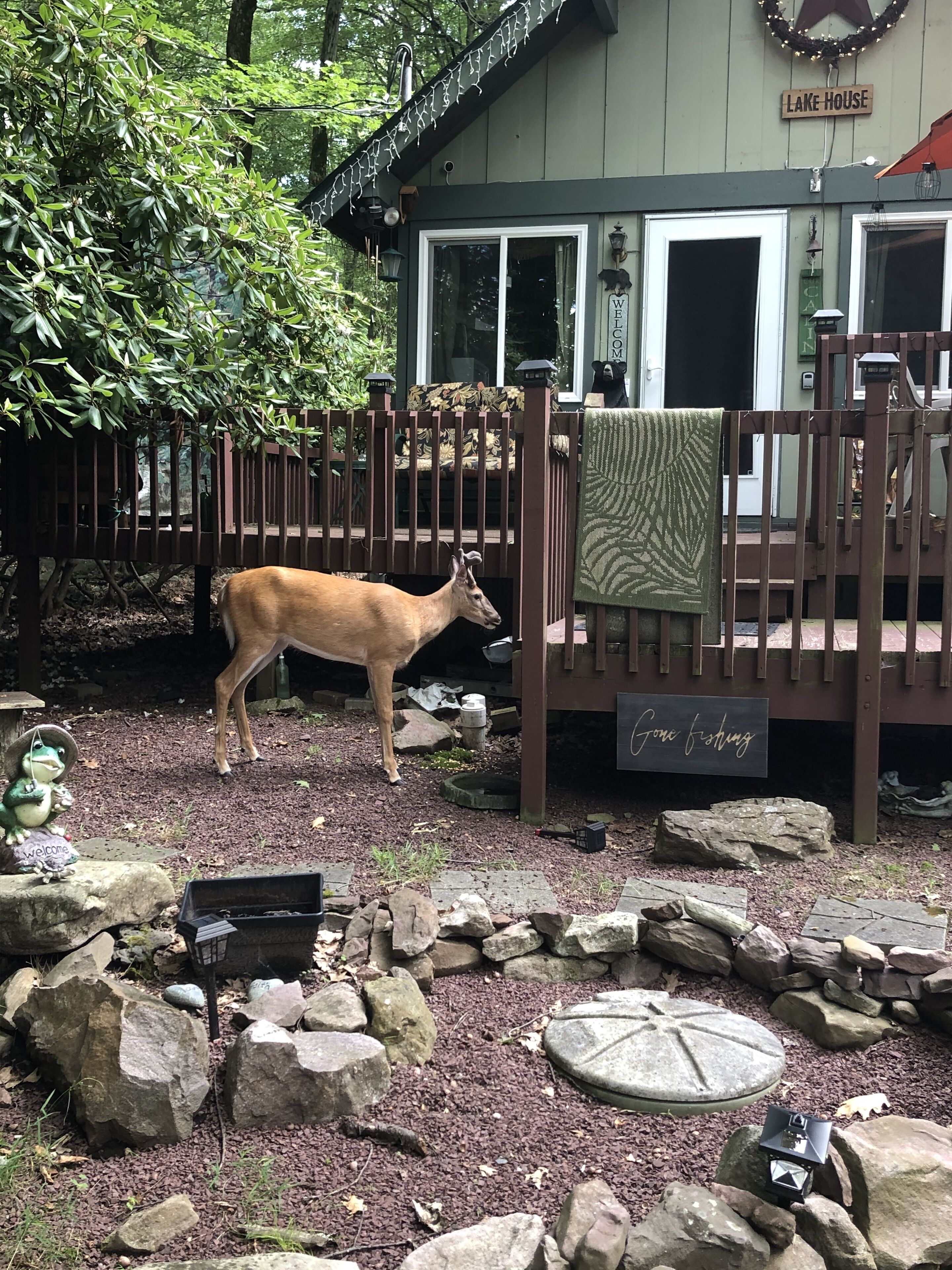 Un ciervo parado en un jardín vallado con una terraza de madera y un letrero que dice 'Gone fishing'.