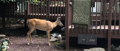 Un ciervo parado en un jardín vallado con una terraza de madera y un letrero que dice 'Gone fishing'.