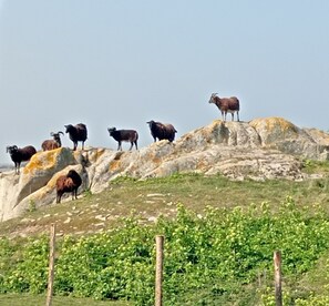 Esterni