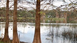 Un lago tranquilo con árboles y cisnes.
