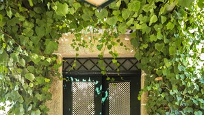 Una puerta negra con una ventana de malla metálica, rodeada de enredaderas verdes y frondosas.