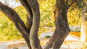 Café da manhã continental grátis todos os dias